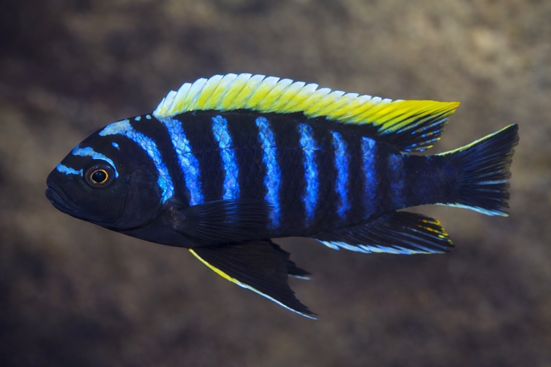 Maylandia pambazuko 'Hongi Island'